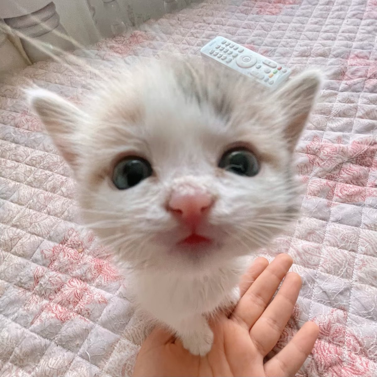 kittyanddog88's tweet photo. https://t.co/Gj4uubS4pb