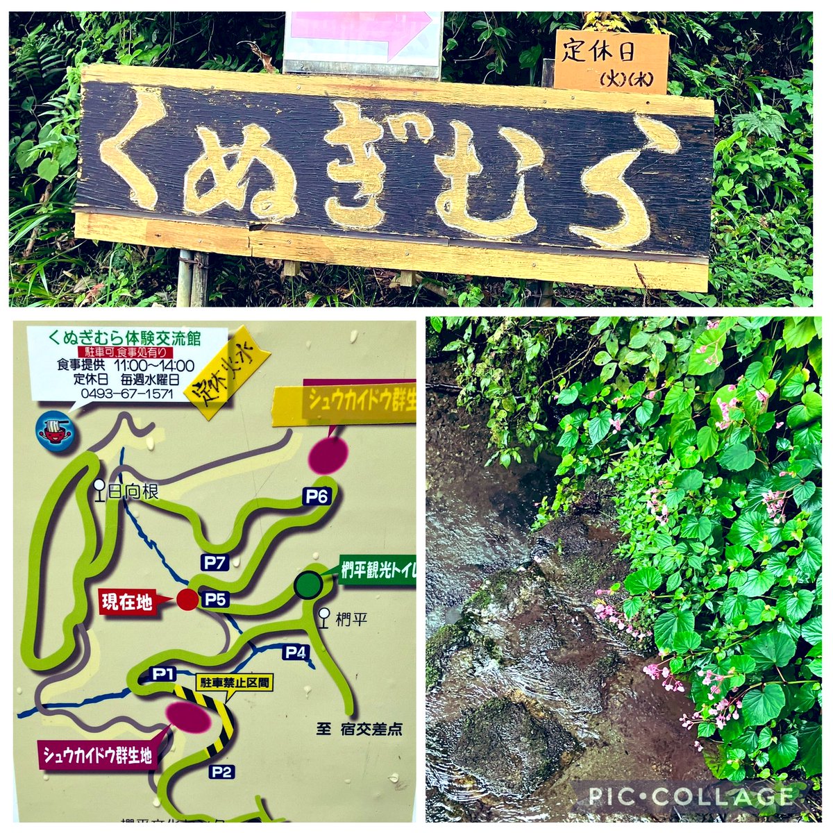 Nikusatomi's tweet photo. おはよう⛰️8/29 標高400mの山腹にある、小学校跡地利用の山村体験施「くぬぎむら体験交流館🏠」ひもかわうどん作り,藍染,竹とんぼ作りなど工芸体験🈶 8/31終了の夏限定「冷汁ごまだれうどん」滑り込みセーフ💦食べに来れた❣️濃厚ごまだれ汁には薬味たっぷり😊大築山小築山の展望良き天空のうどん屋💕 https://t.co/WY2h0jSLQc