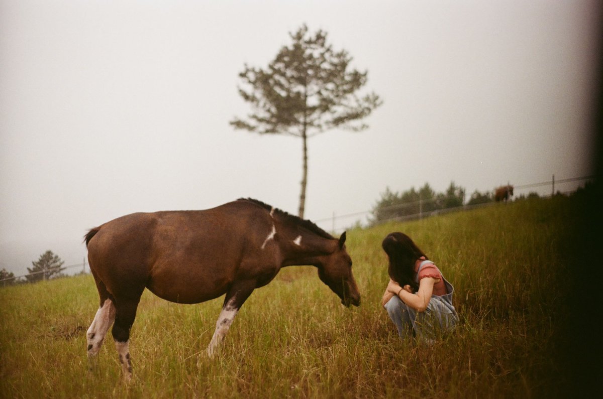 KSGUpdates's tweet photo. 📍 Mare Forest Horse Sanctuary, Jeju

"Horses resting to their hearts' content on the wide grass

From retired racehorses, to horses raised for meat, to foals who lost their mothers, horses scarred by human greed were gathered here. It is said that here, horses live as they desire, find healing, and are reborn, living their lives embodying the natural essence of Jeju. Rather than simply consuming horses as a form of entertainment — going to a ranch to feed them carrots and ride them around — I hope more people will visit this place to spend time understanding their feelings, communing with them, and giving them the love that they need."

🪽🙏