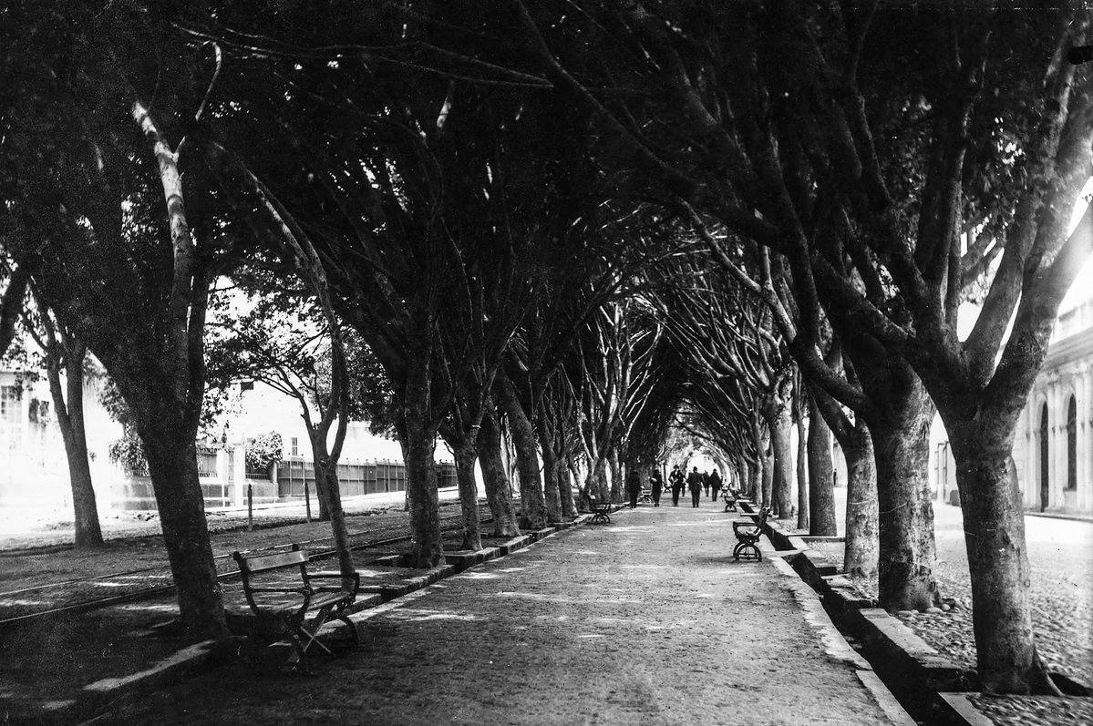 GTejads's tweet photo. La Alameda Pardo se inicia a finales del siglo XIX. Era un camino rural conocido como “Callejón de Surquillo” y conectaba los corrales de esa zona, con la antigua plaza  del mercado . 
A inicios del siglo XX , se le traza como la continuación de la  preciosa y arbolada  alameda Palma (hoy avenida Ricardo Palma) ,  con la finalidad de ampliar el camino y arborizar mucho más la zona. Se pavimenta por primera vez en los años 20. 
Era un lugar de paseos, caminatas, encuentros  y descanso de quienes vivían en las cercanías, objetivo que se cumplía  hasta hoy a pesar de los cambios sufridos en el distrito.
Pero llegó un alcalde obtuso, que se creyó dueño del distrito y nuestra Alameda pasó a convertirse en los exteriores de una explanada sin mayor gracia, olvidando su historia.