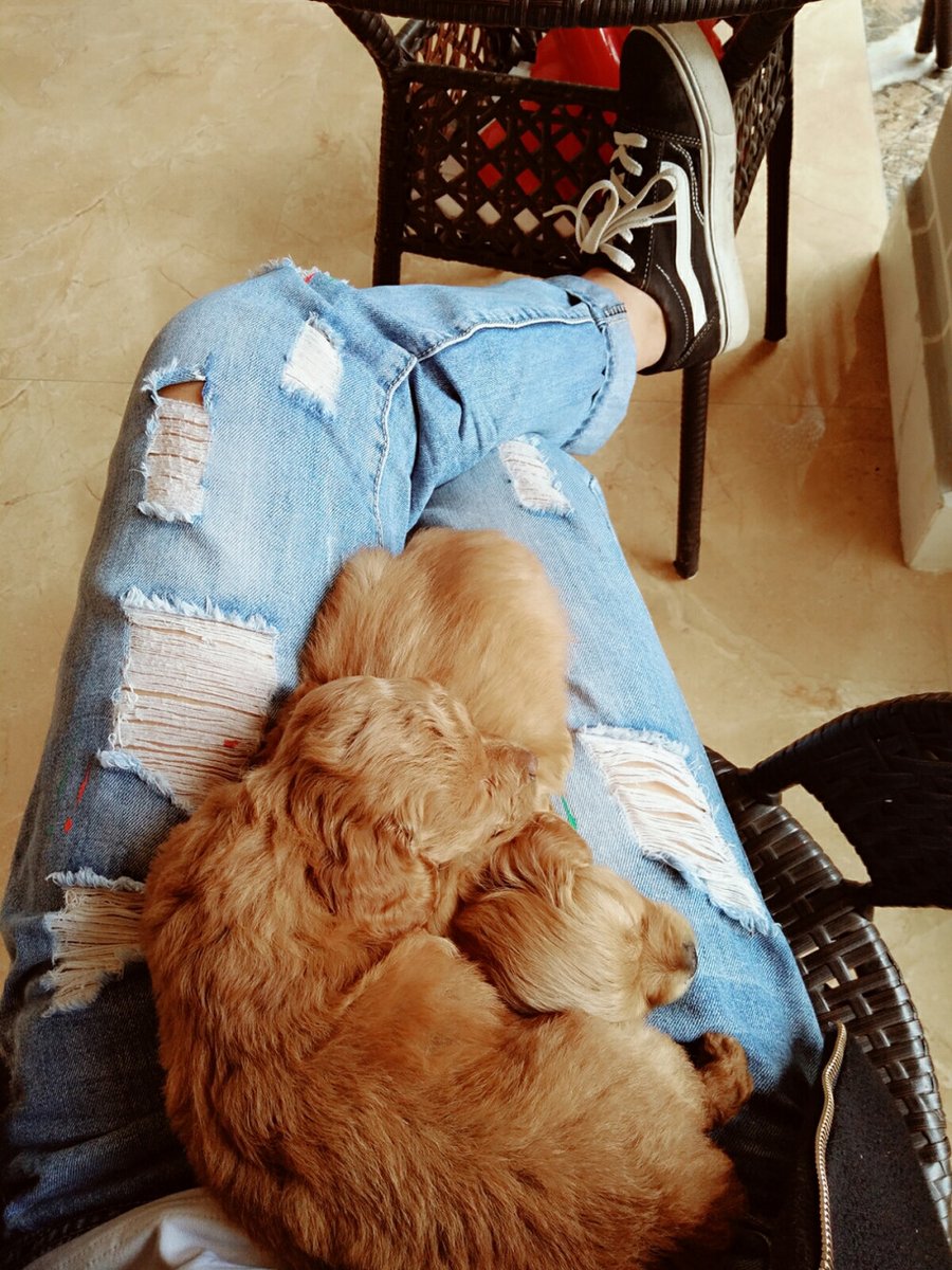 Bahar1009's tweet photo. My rescue pup curled up in my lap after a long tough day  Pets turn chaos into cozy, gentle moments. Always here to listen, no words needed. https://t.co/1HSotdtChZ