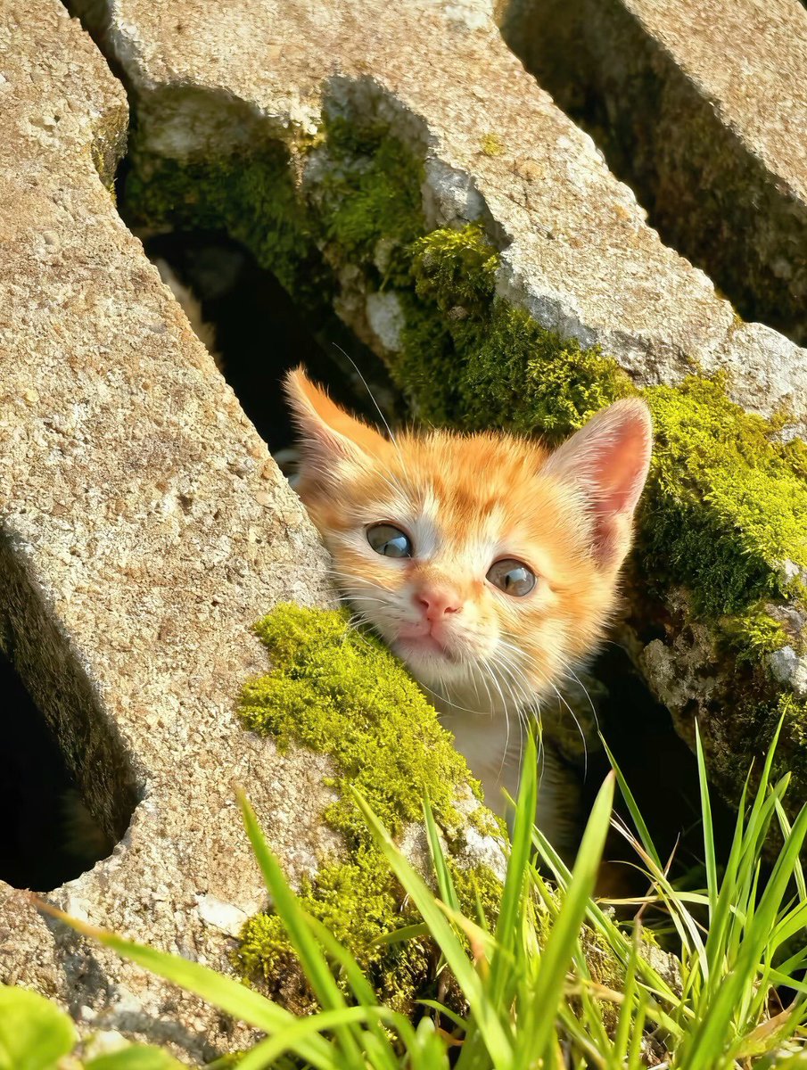 Catsillyness's tweet photo. https://t.co/bp8RS6dBTA