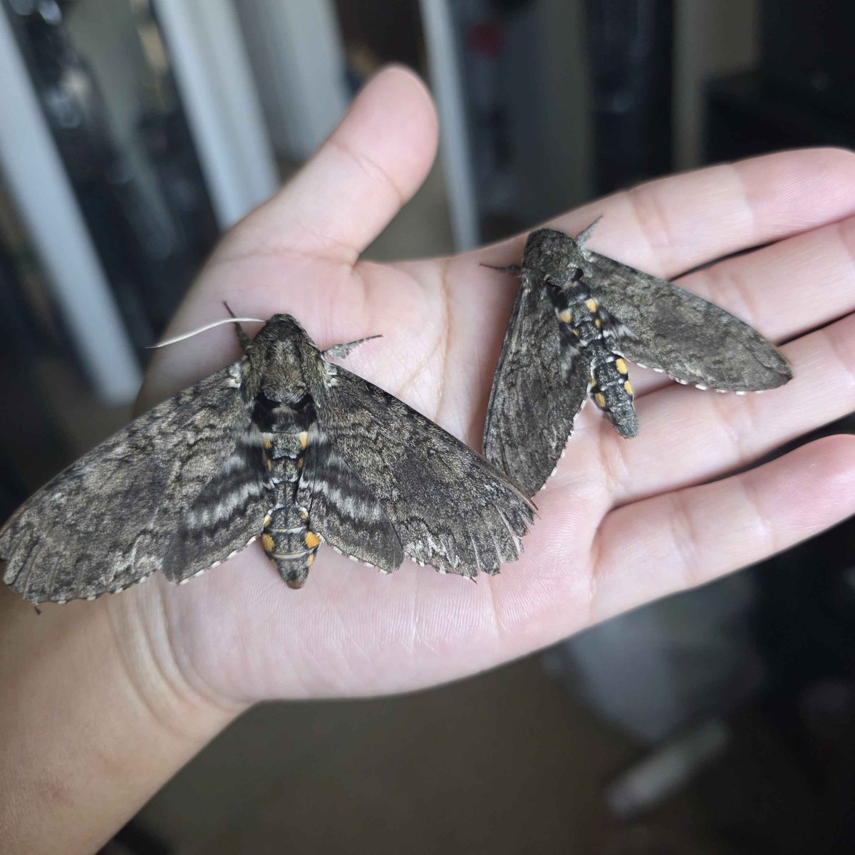 MothHeaven_'s tweet photo. See a moth poast a moth. https://t.co/n8gYGKDJ4f