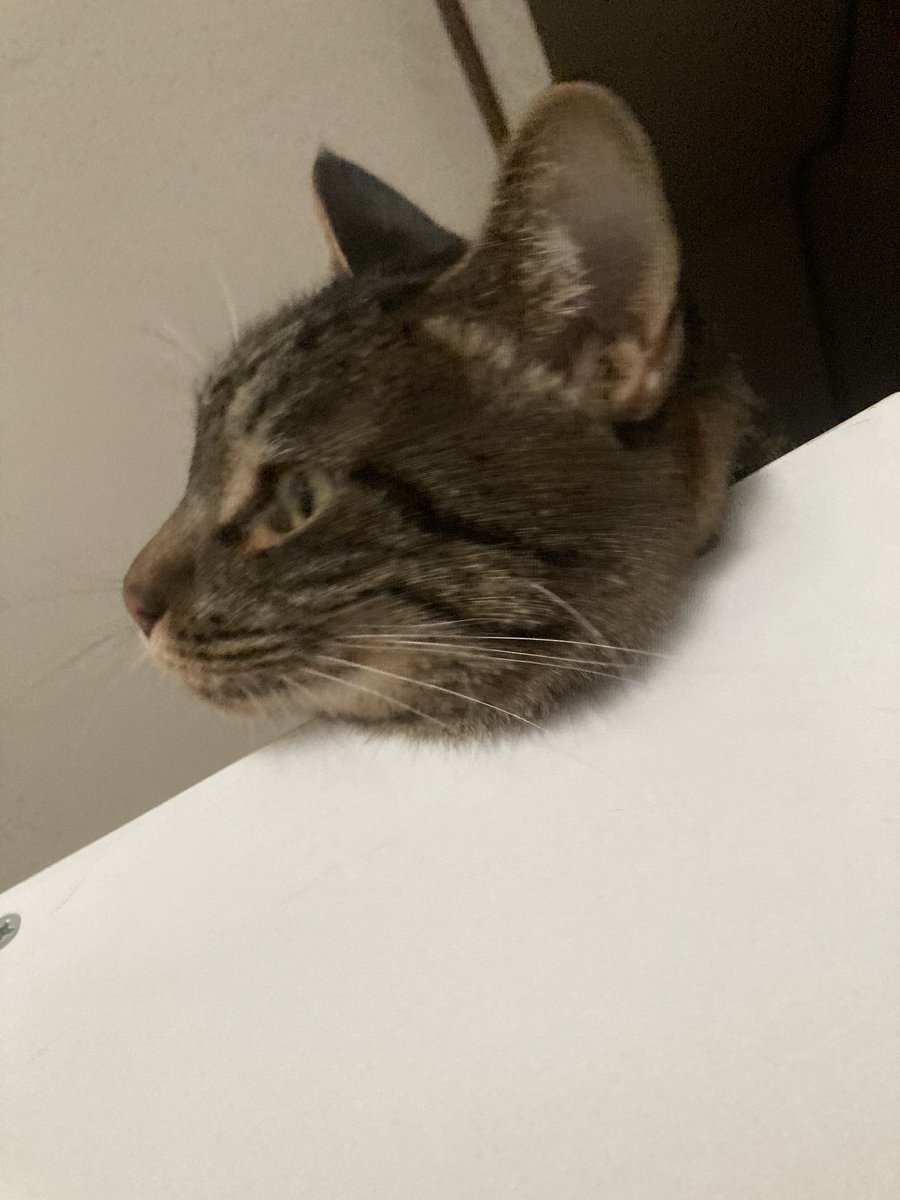 mbcfKI0lCtJq0g2's tweet photo. チビさん、高いところ好きやなぁ…
いつも上から見下ろされているけど https://t.co/8wD0f5Xtz9