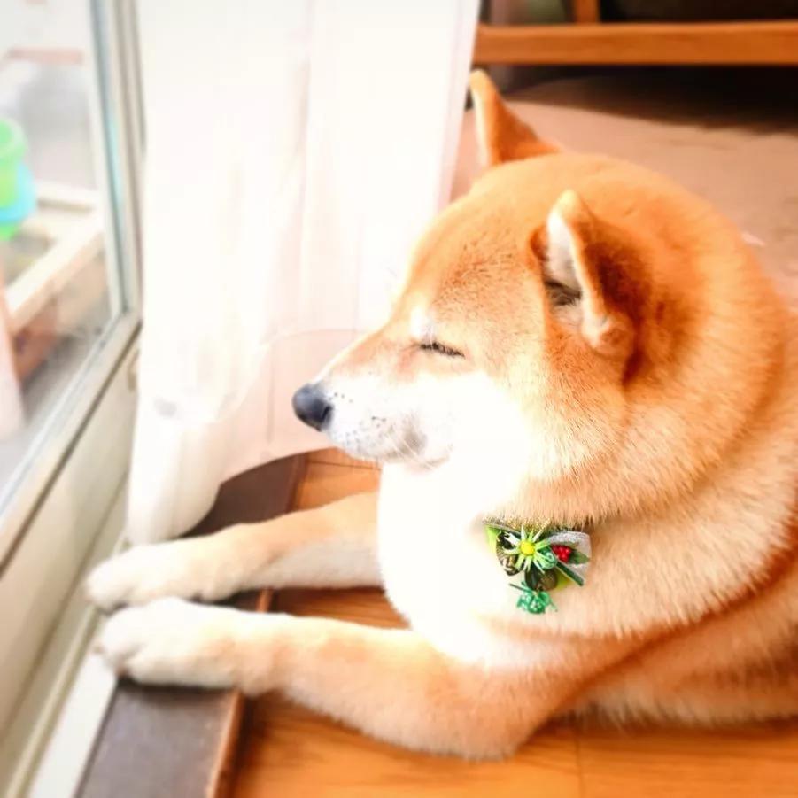 EllianaWilgsc's tweet photo. Mi perro se acuesta a mi lado mientras trabajo, no necesita palabras, solo su calor me hace sentir que no estoy solo hoy https://t.co/gXe0OuQ8D0