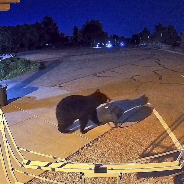 AMAZlNGNATURE's tweet photo. Hungry bears are entering homes and shops across the U.S. West as drought leaves them struggling to find food

With natural food in short supply, hungry bears are increasingly venturing into human communities in search of something to eat https://t.co/Sf72ES0RoC