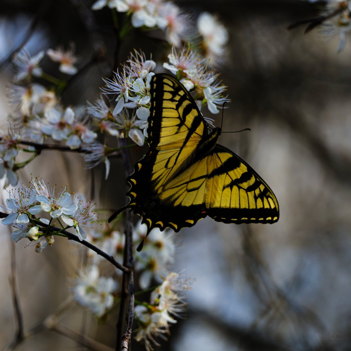 collincox_'s tweet photo. Some flowers and pollinators. https://t.co/M6hqm6efa8