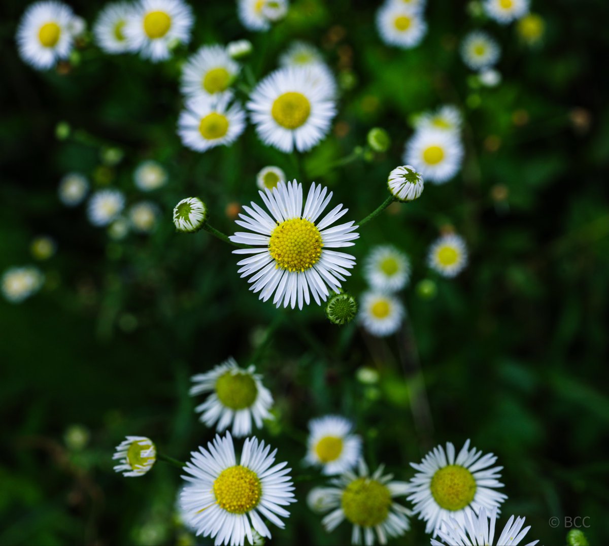 collincox_'s tweet photo. Some flowers and pollinators. https://t.co/M6hqm6efa8