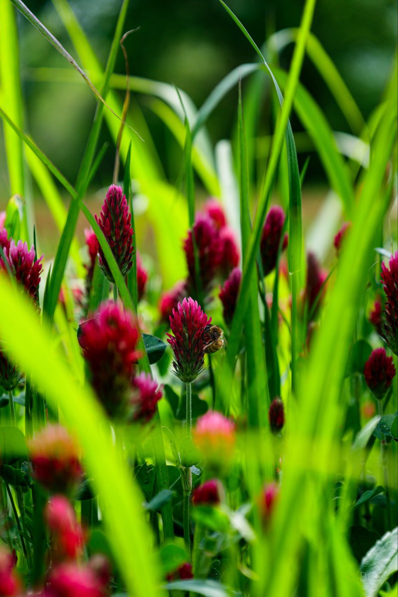 collincox_'s tweet photo. Some flowers and pollinators. https://t.co/M6hqm6efa8