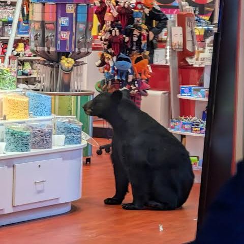 AMAZlNGNATURE's tweet photo. Hungry bears are entering homes and shops across the U.S. West as drought leaves them struggling to find food

With natural food in short supply, hungry bears are increasingly venturing into human communities in search of something to eat https://t.co/Sf72ES0RoC