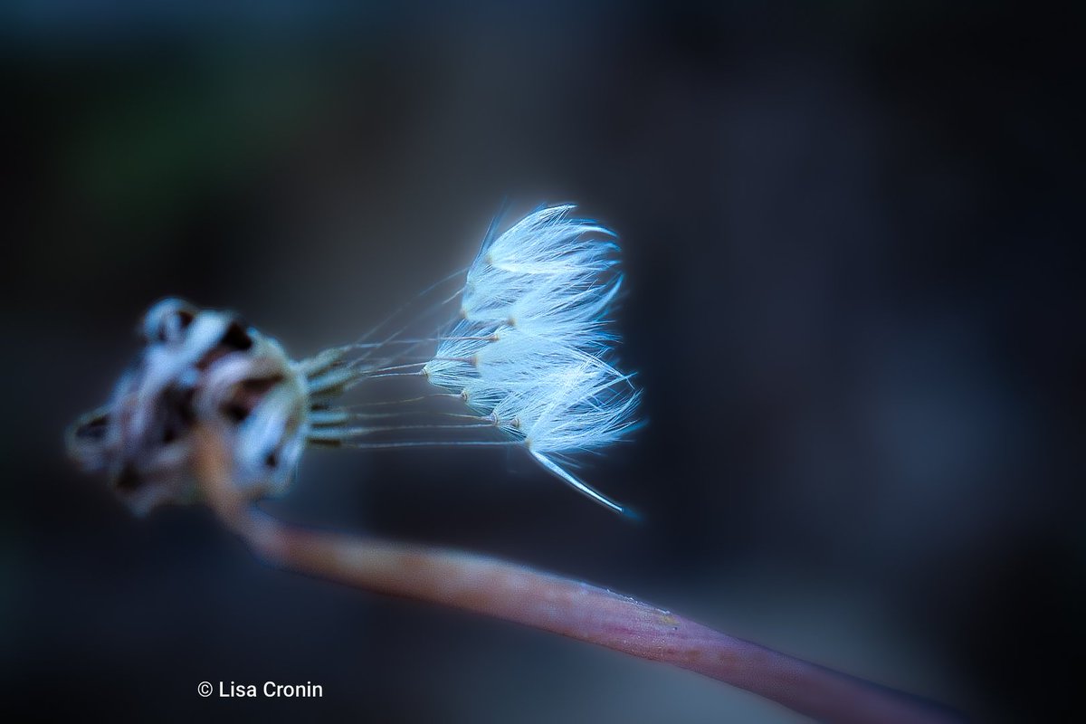 Lcronin122's tweet photo. The answer my friend is blowin' in the wind..π¬
Bob Dylan π΅
#naturesart #naturelovers #naturephotography #beautyofnature #nature #findyourpeace π± https://t.co/bhhBQdTE2z
