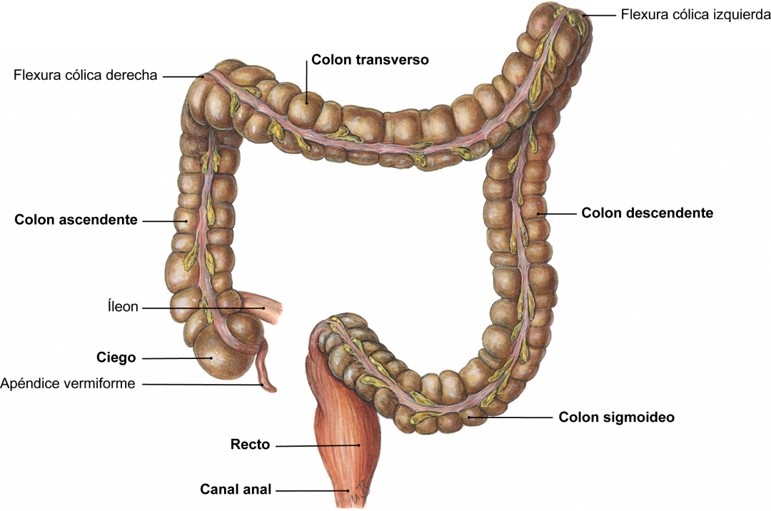 PasionAnatomia's tweet photo. El #IntestinoGrueso mide unos 1,5 m de longitud y se divide en 4 segmentos:
📌#Ciego (7 cm) con el #ApéndiceVermiforme
📌#Colon (120 cm), con colon #ascendente, #transverso, #descendente y #sigmoide
📌#Recto (12 cm)
📌#ConductoAnal (3-4 cm)
📚Sobotta. Texto de anatomía © 2018 https://t.co/6XeZeKgREy