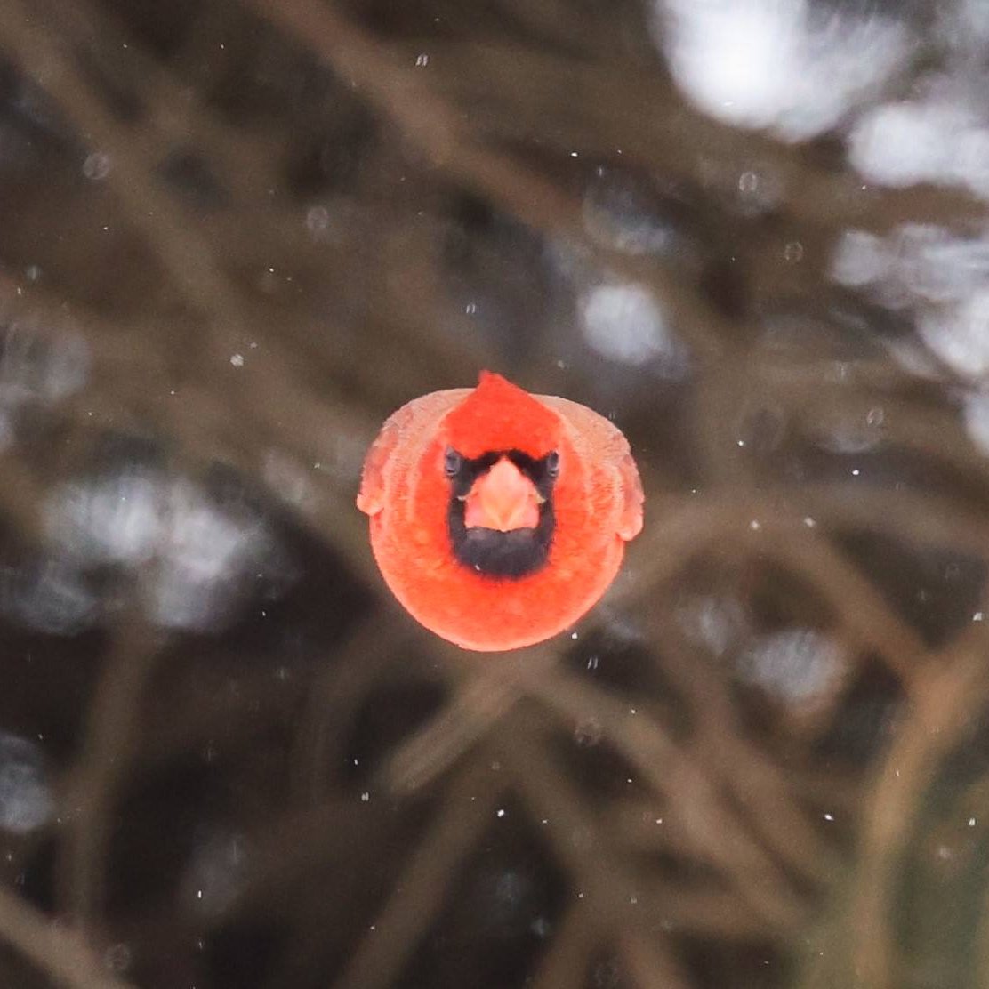 EnsedeCiencia's tweet photo. Un fotógrafo captó el instante perfecto en que un cardenal norteño volaba hacia su cámara y parecía convertirse en Red, el famoso personaje de Angry Birds, en la vida real. 🐦🔴 

La increíble fotografía fue tomada por Scott Taylor en Nebraska, Estados Unidos. 📸 https://t.co/ET0gTk9qaW
