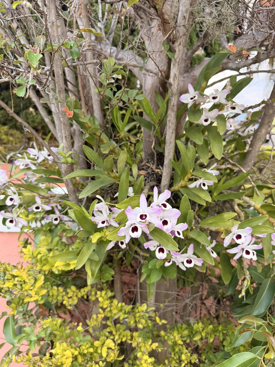 laligesu's tweet photo. @logos_antilipsi Minha mae plantou as mesmas orquideas aqui em casa, passei por elas hj e senti ela comigo tambem! https://t.co/MIVQaSVvre