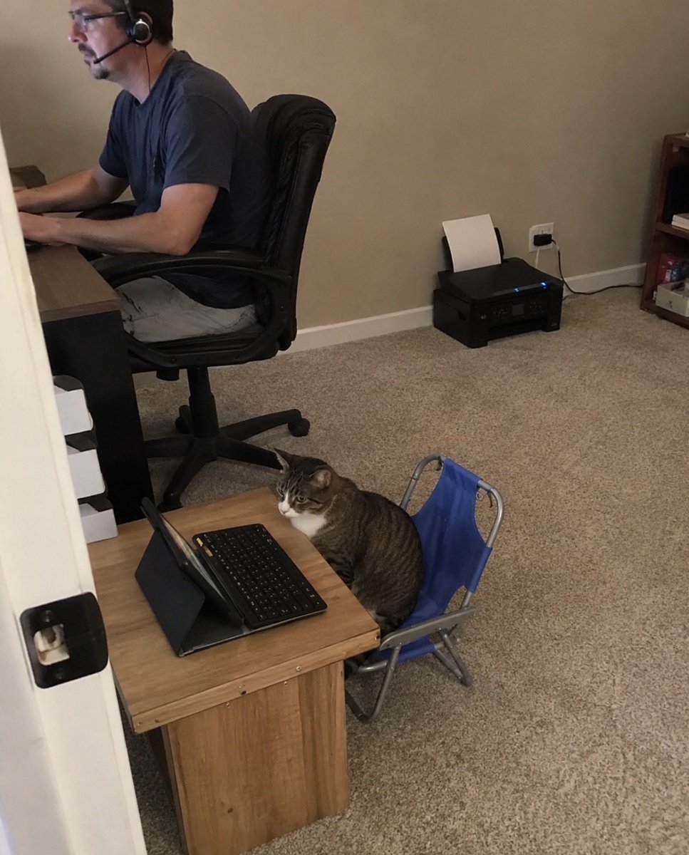 hardcatmemes's tweet photo. Player 2 has entered the match https://t.co/dBI0URazb8