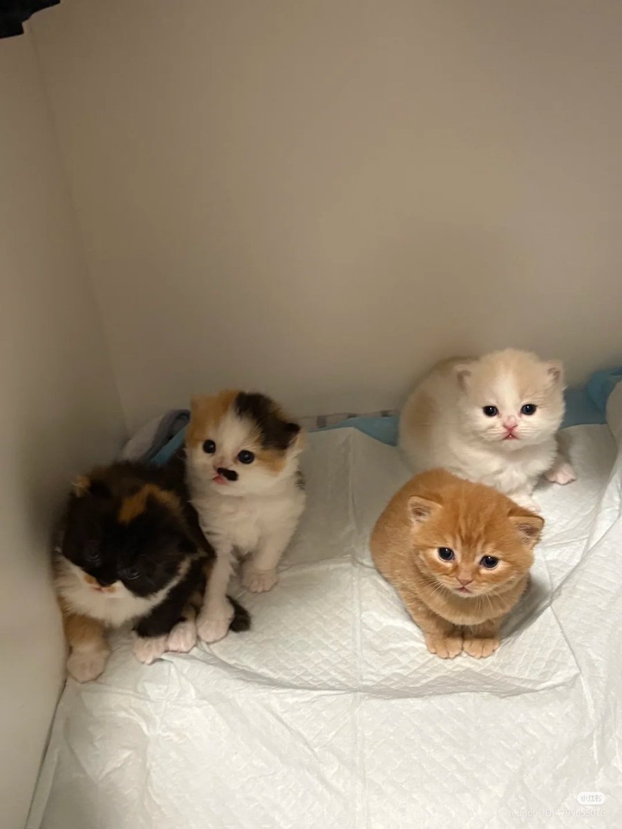 nocontextscats's tweet photo. Choose your favorite! https://t.co/CFL2xx7bnZ