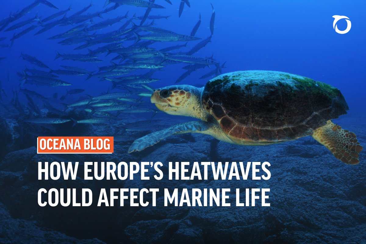 OceanaEurope's tweet photo. Summer heatwaves make headlines on land, but an even larger heatwave is unfolding out of sight. 

Roughly 90% of the excess heat from human-caused carbon emissions has been absorbed by the ocean, with dreadful consequences for marine life.

Read our blog➡️ https://t.co/fqf0FCxCJ9 https://t.co/vOrhz6C2MR