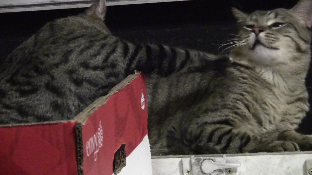 StPatriciaStore's tweet photo. @itimaliasof Whatcha got with stealing my cat toys, you feline!🐱🥛 https://t.co/UWFkfxbChe