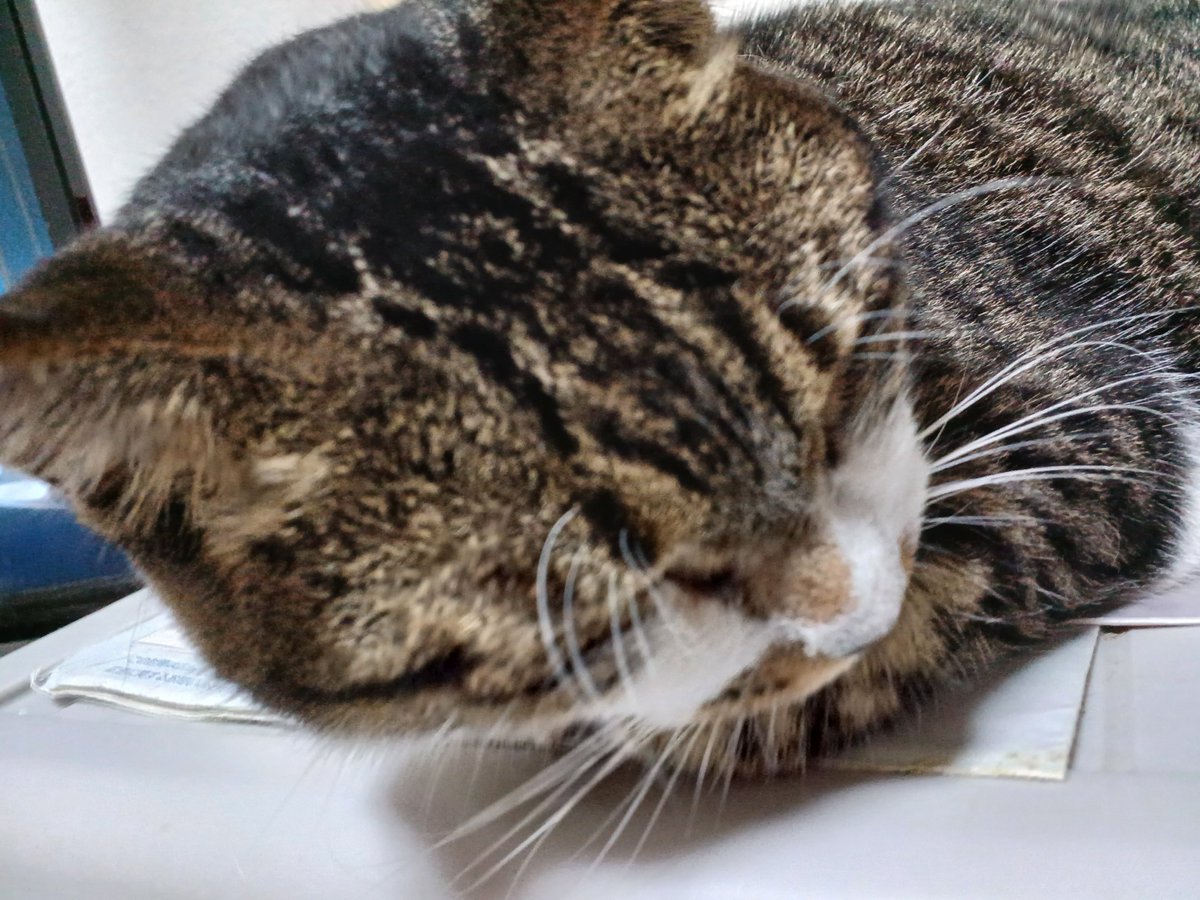 withj07's tweet photo. マナとゆっくり。と思ったら何で入って来てるんですか～
マナはもう虫は捕らないから、家に助けを求めているに違いない。痛手を負ったクワガタ痛いよね、すぐに心地よい所に逃がした。
ふぅーあとはマナーの休日のルーティン。満足できたかな？ https://t.co/0mnAxJhuYd