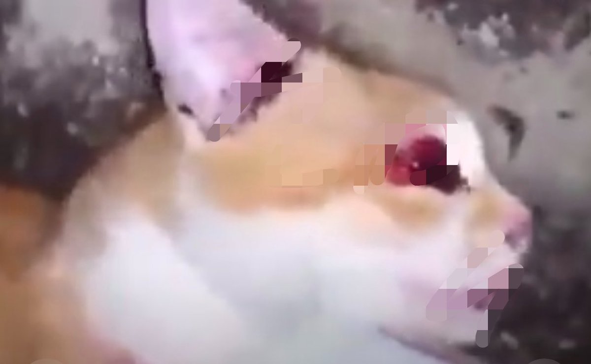 isimegerekyokki's tweet photo. onlar konuşamıyorlar ama acıyı hissedebiliyorlar, siz gereken cezaları vermedikçe devam edecekler onların canını biz vermedik biz alamayız, adaleti sağlayın daha fazla can kaybetmek istemiyoruz 
#SessizCanlılarınSesiOl https://t.co/pTgNOAoelP