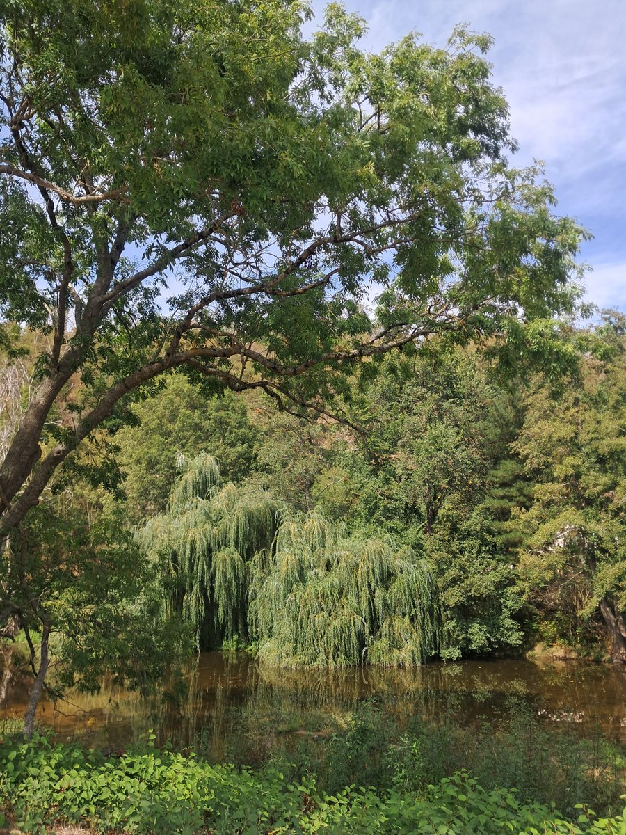Cadetsandrine87's tweet photo. Escale au bord de l'Aumance...🌳⛅️

A vous toutes et à vous tous, belle fin de journée et douce soirée. 

A plus tard ou à demain !😘🌠 https://t.co/1hMg42MXyz