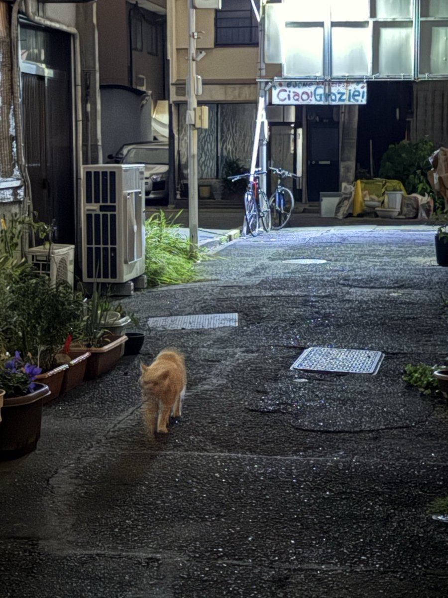 reiichi1024's tweet photo. 雨降ってきちゃった😌 https://t.co/rPrG3EMJ1a