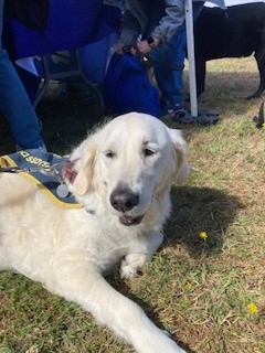 Kingsfords1880's tweet photo. A barking success at the Guide Dogs Ashford Fun Dog Show on Bank Holiday Monday! 

 As proud co-sponsors, we’re delighted to support such a pawsome cause. https://t.co/CPi361P7yj