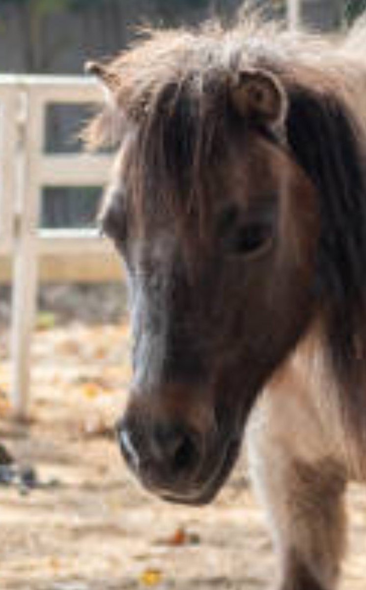 Dailyihak's tweet photo. Day 12 of posting a pony every day till we get an official art of Kang Yihak! https://t.co/AhyXp3oew5