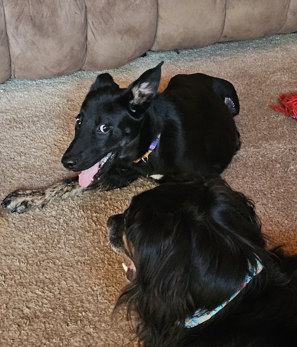 genXgypsy87's tweet photo. @NiallHarbison Oh, little Adam,  your new life is going to be great! Ronin became a tripod at 5 months and,  now, at 2 years old, he wants me you let you know that he can run just as fast as his 4 legged siblings. Can't wait to see your recovery ❤️ https://t.co/1uwoXBFuAO