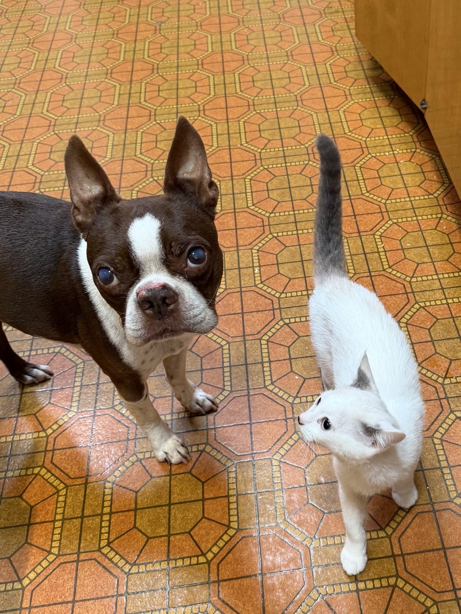 PetzFamily5's tweet photo. Breakfast time @cats @dogs https://t.co/KsjOzcr4P1