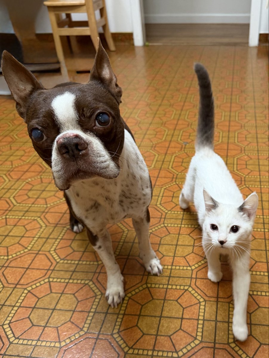 PetzFamily5's tweet photo. Breakfast time @cats @dogs https://t.co/KsjOzcr4P1