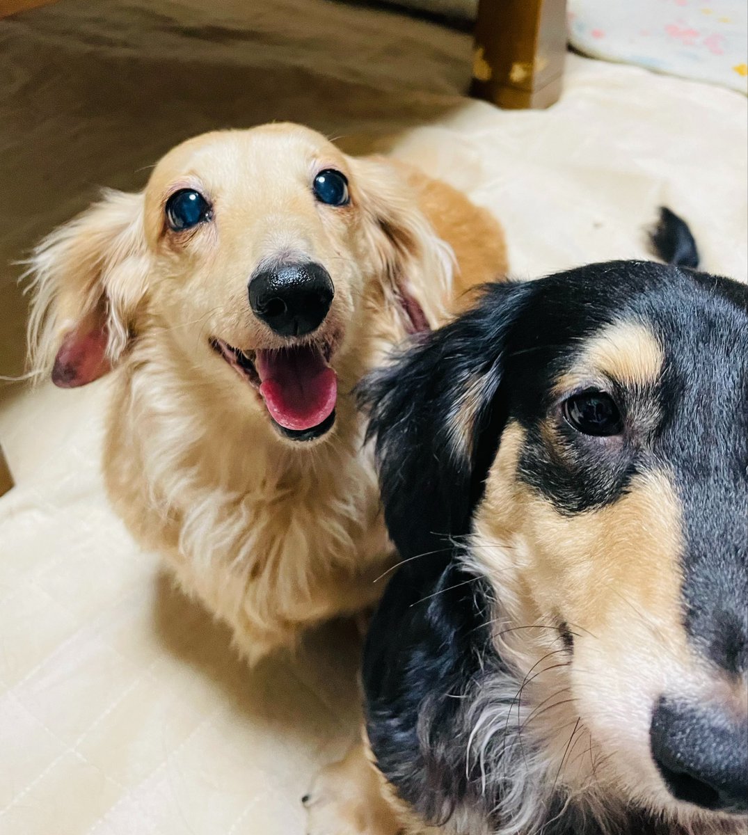 Namiwanyukiwan's tweet photo. あたい おばあワンだけど💦

耳も 聞こえなくなってきた

おめ目も 見え無くなってきた

でもね？

とびきりの 笑顔で

おやすみなさい🐕 ͗ ͗💤💕 https://t.co/ngL5ZqPFGz