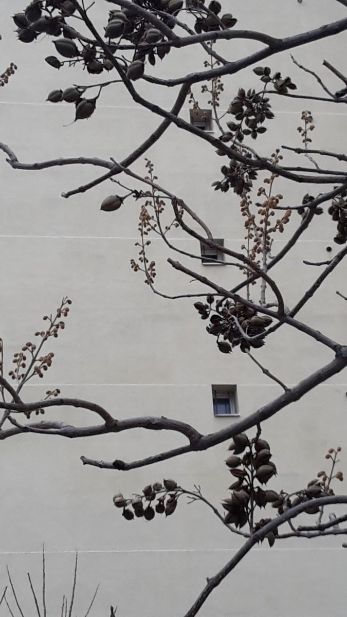 leditdeBinh's tweet photo. Il y a toujours des fruits – toujours ?
Toujours des fenêtres sur cour ?
Des lignes horizontales et des courbes ~

https://t.co/AxkZLMsNNU https://t.co/77uiFL09tl
