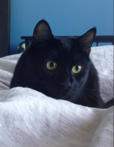redditcathood's tweet photo. apparently I’ve been good luck from the start.

dad knew black cats are usually the last to get adopted, but still chose me.

and in his own words:

“black cats are good luck. I’ve had nothing but good luck since I got $Karma”

guess the name really fits. https://t.co/wHLLSKk1gu