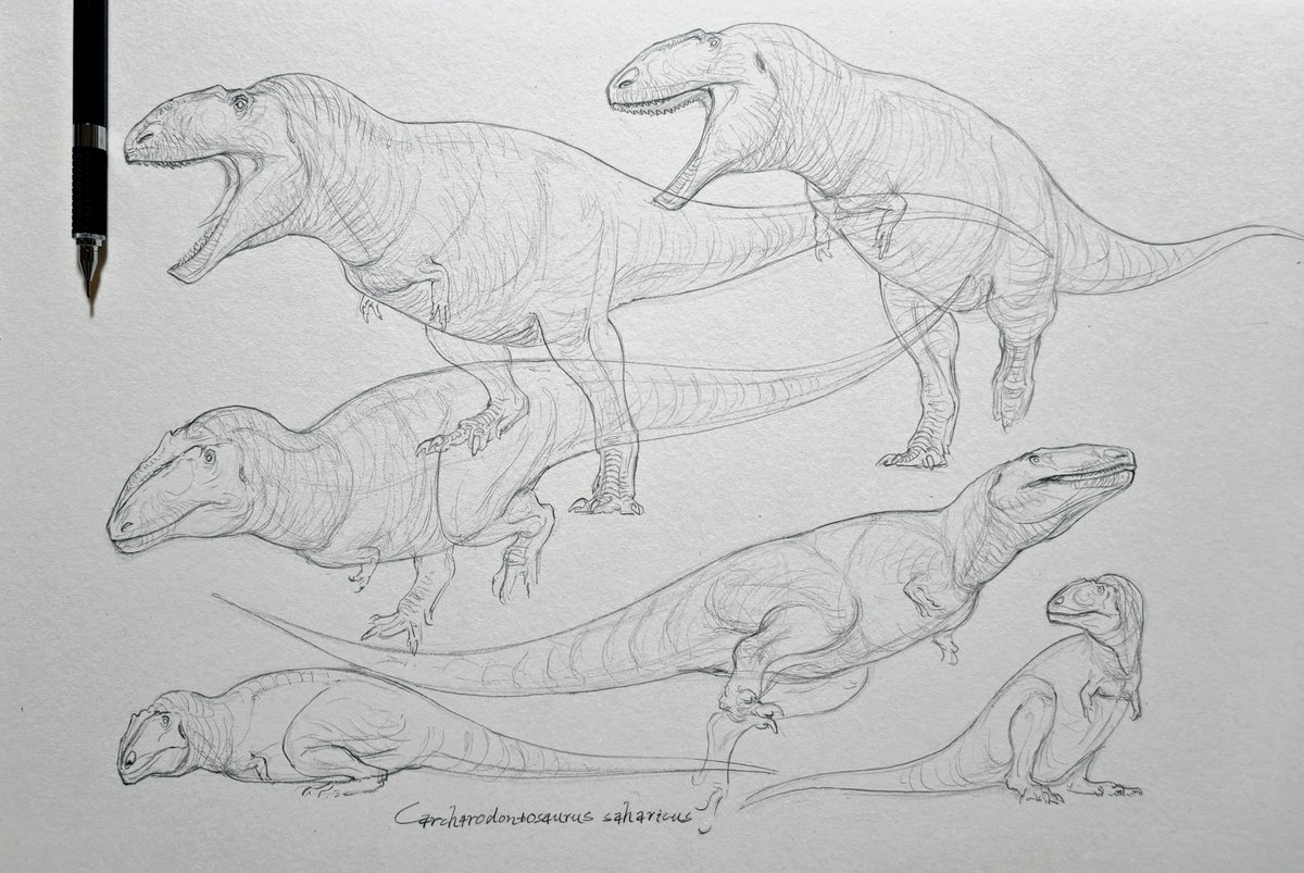 zihanshen115982's tweet photo. Sketch: Carcharodontosaurus saharicus https://t.co/nxgosadmDv