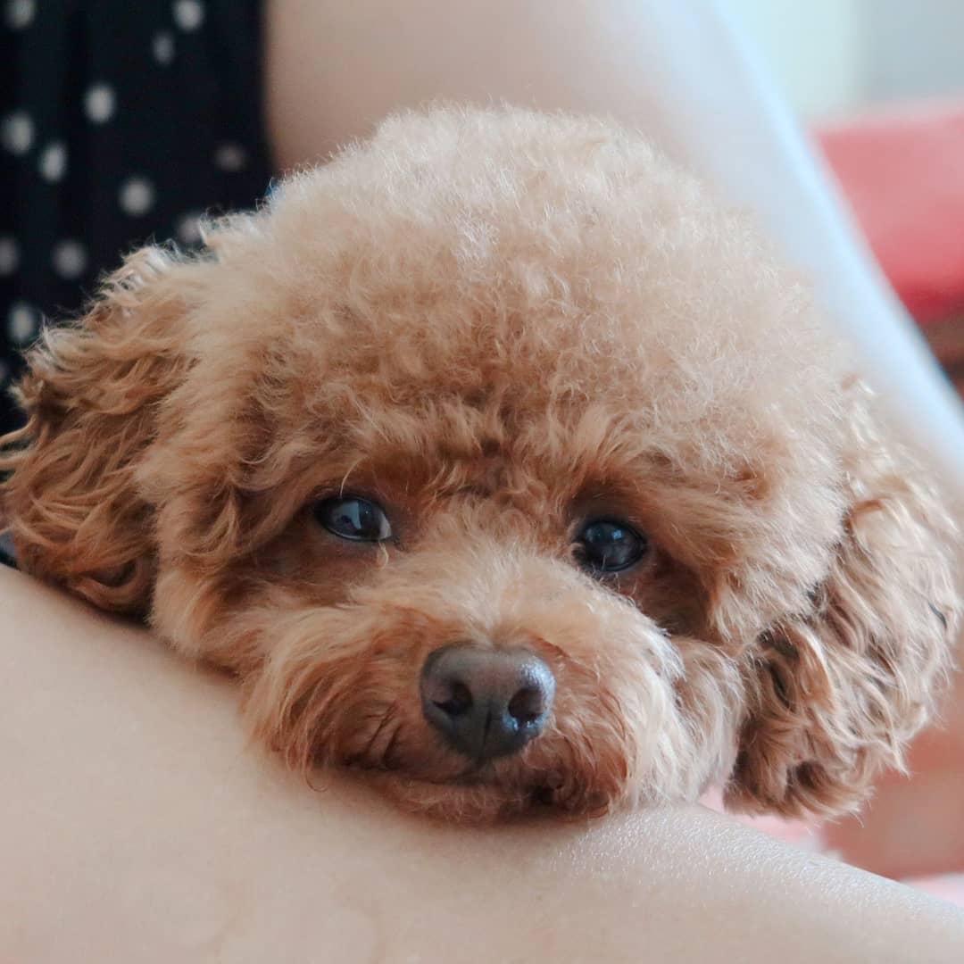reddkspahsp's tweet photo. 우리 푸들이 받아야겠지 https://t.co/PTMF7TS1zM