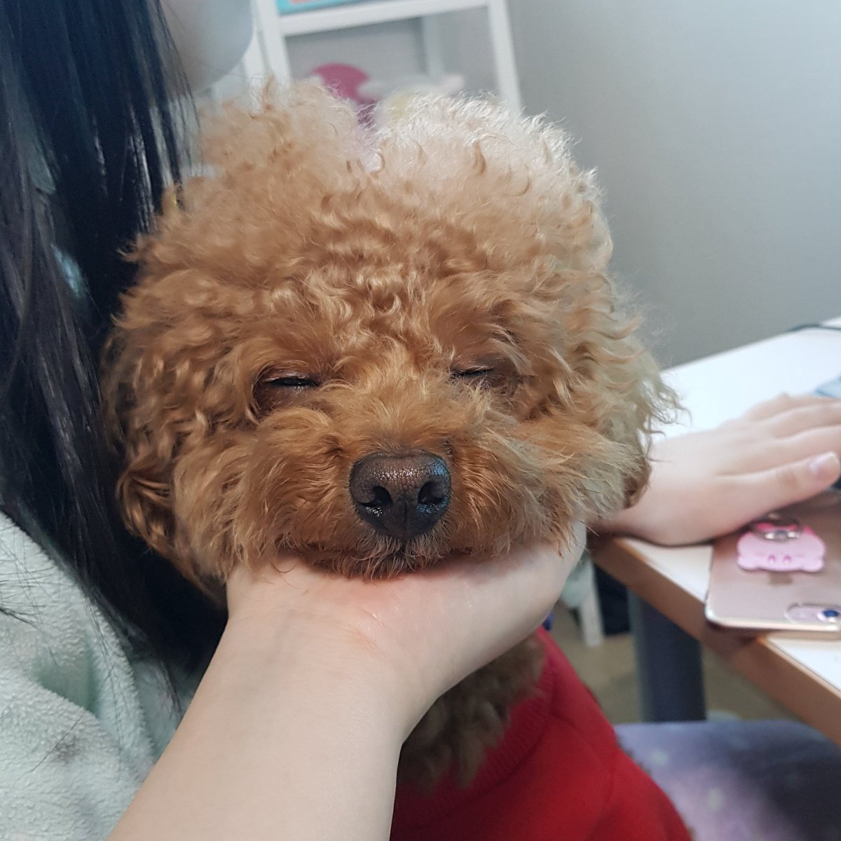 reddkspahsp's tweet photo. 우리 푸들이 받아야겠지 https://t.co/PTMF7TS1zM
