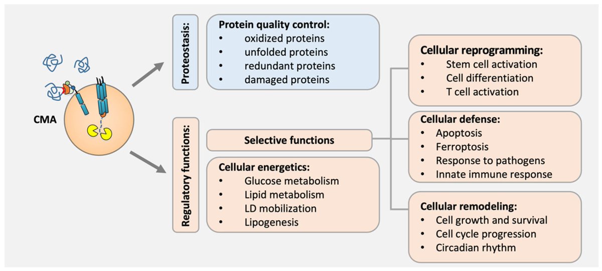 Biomed_MDPI's tweet photo. 🧬 Could a cellular “cleanup” system hold the key to disease and aging? This review explores how chaperone-mediated autophagy maintains protein balance and influences aging, cancer, and immune and neurological diseases. 🔬 #Autophagy #Aging
https://t.co/7B2NMo8gn6 https://t.co/m5Vu5wodQC