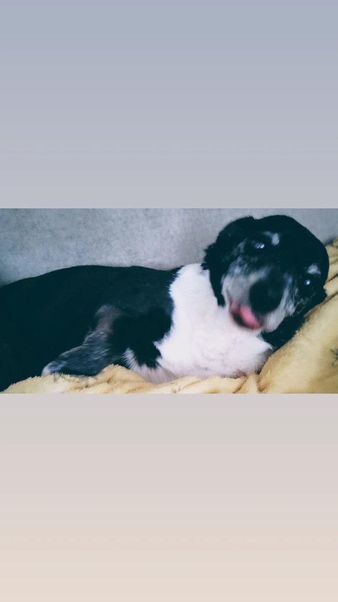 lynn93128's tweet photo. My gorgeous Bobby,  my sweet little boy died on 4th August this year, thankfully I was with Bobby, my heart aches so much for him. https://t.co/TTn4N0pRE5