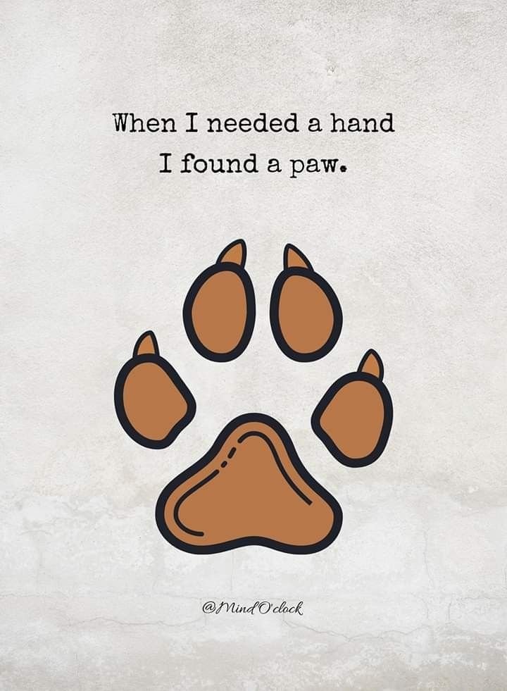 officialapache2's tweet photo. He’s also my cuddle buddy and more 😘
https://t.co/B8ez0Nmicn
#dogporn #zooporn #zoolover #k9slut #2on2 #knottyadventures #beastymom #rpsp #zootwt #zoosarevalid https://t.co/zqXmp3j4id