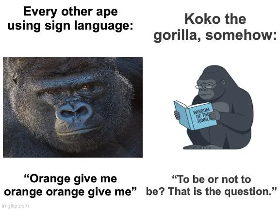 nigCat444's tweet photo. +20k upvotes in a few hrs

This new meme template of "Koko" The gorilla is going giga viral right now

They are saying she was a bigger larper than Helen Keller

LMAO

https://t.co/uUPVz2BX5M https://t.co/PBKK8nBge4