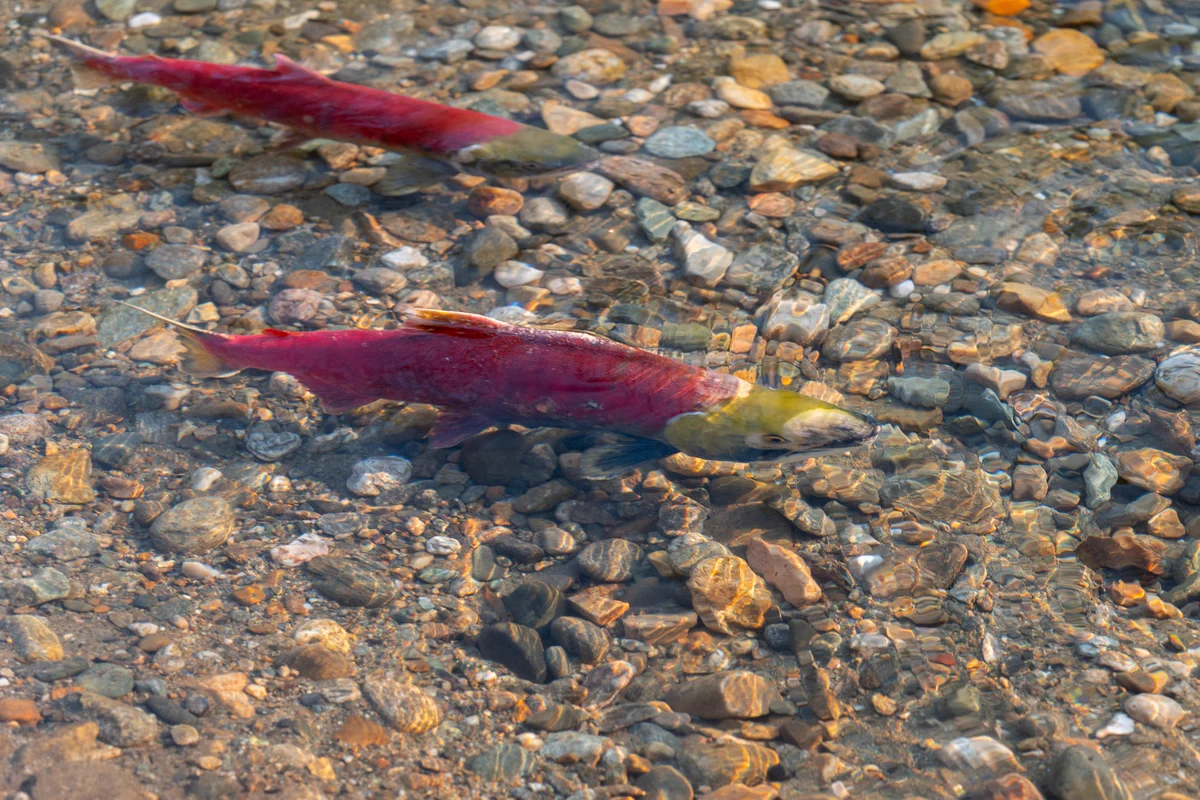 Four sockeye salmon in water. 