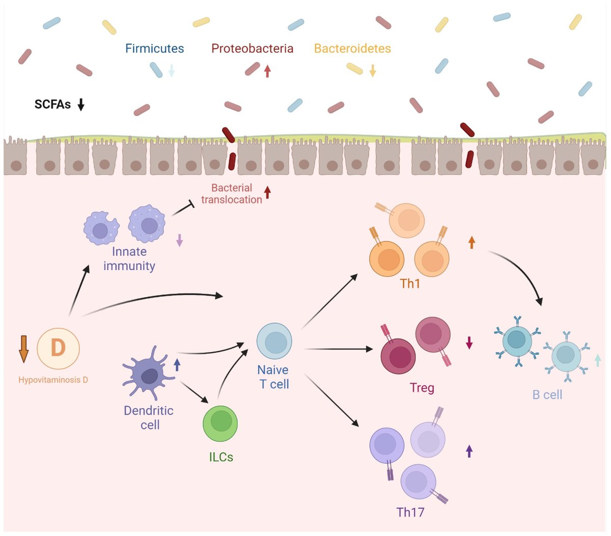 Biomed_MDPI's tweet photo. 🧬 Could vitamin D and gut microbiota shape immune health? This review explores how vitamin D, microbiome diversity, sex hormones, and aging interact to influence inflammation, allergies, and autoimmune diseases. 🌱 #VitaminD #GutMicrobiome
https://t.co/tDMFKedPHV https://t.co/83hL2rHT5m