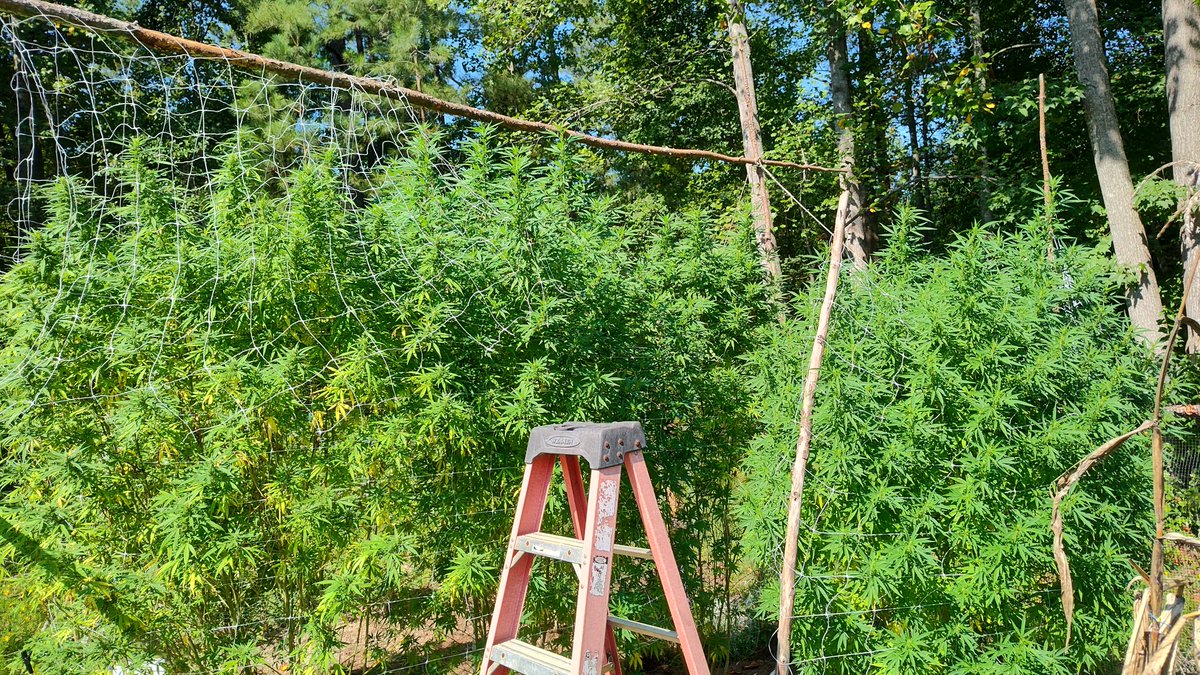 steelballa's tweet photo. Outdoor trees are better than indoors.
#pestfree https://t.co/TtyLB5cu1B