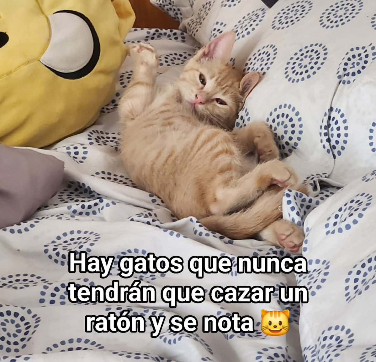 MaskotikasCali's tweet photo. https://t.co/6gfhjf0rU8