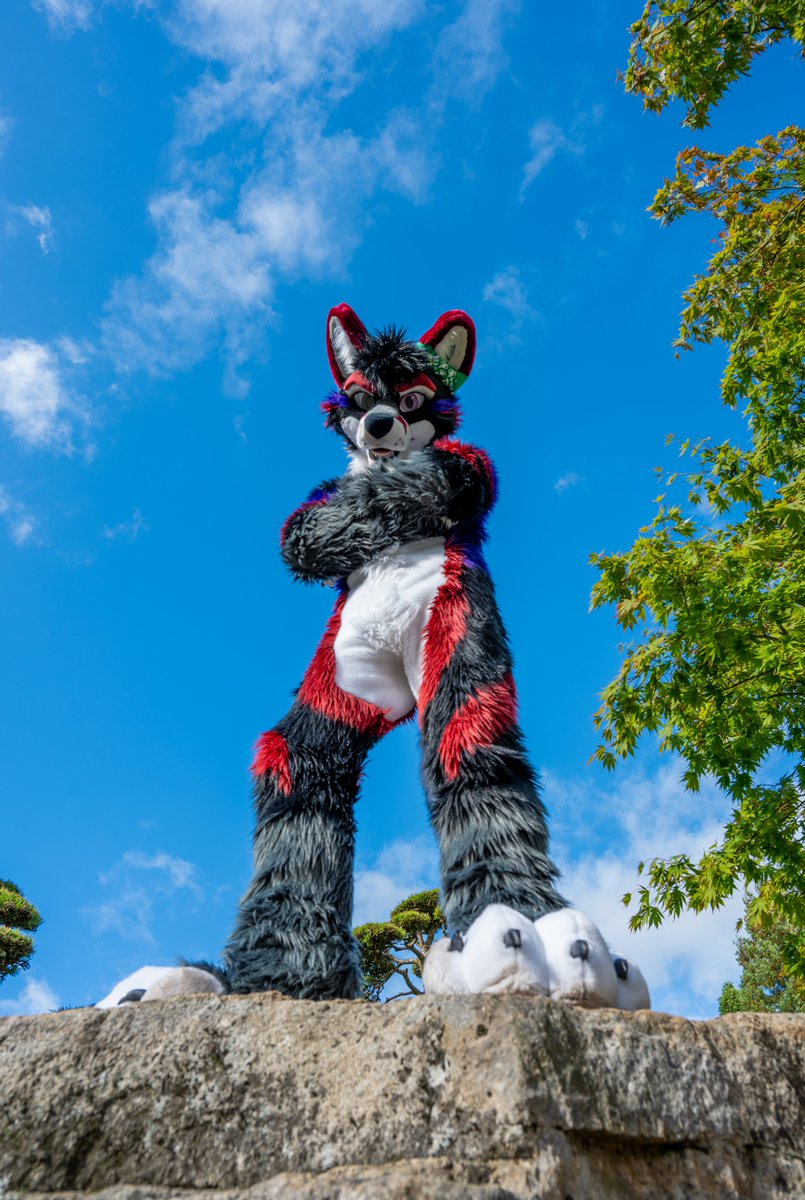 furonimus's tweet photo. #Sneptember vs #Sheptember ?
screw that, it´s #Foxtember
#fursuiteveryday https://t.co/rLFrq4KxS2