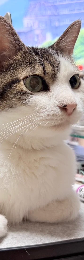 ねこ fz on X / X