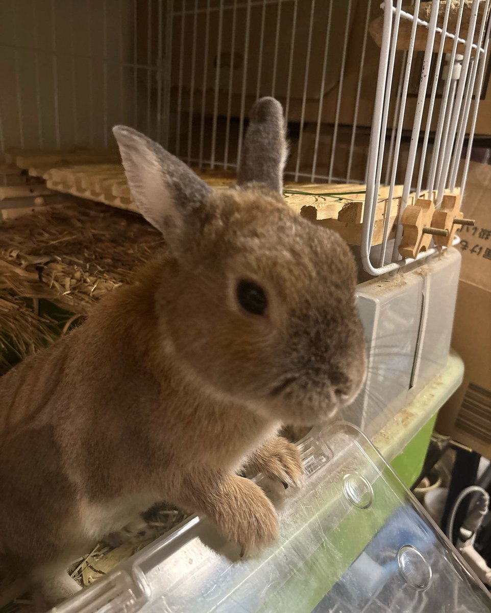 usadegu_house's tweet photo. 🐰9月2日(水)🐰
月曜は疲れてソファで寝落ち😇
Duoは🧊連続フリーズ🧊からスタート
どこまで巻き返しできるかな〜

Santaアルク167おすすめ学習中📚
予測スコア855   連続学習77日
#Santaアルク  #毎日Duolingo https://t.co/0wAA4wHxf7