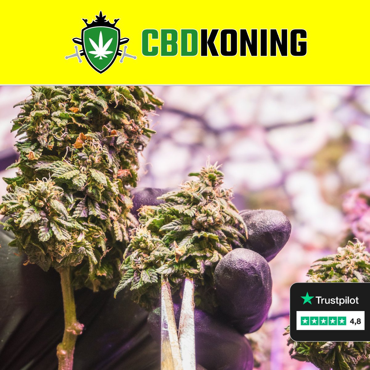 CBDkopen's tweet photo. Meer dan 1.000-en klanten gingen je al voor!

Vanaf € 0,99 per gram 🔚

https://t.co/O1yfqxkYxS

#cbd #cbdkopen #KohLanta #Leuven
#Gent #Brugge #Lifestyle https://t.co/DC5y52PZ2A