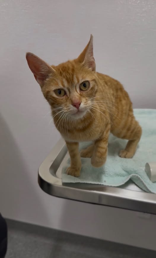 GuelphLostPets's tweet photo. SEEKING OWNER. Young orange tabby short-haired female cat found near Wellington Rd 21 &amp; 2 Line E in #Elora on Sept 1. If she's yours or you have any info about her contact #Guelph Humane Society at 519-824-3091 or lostandfound@guelphhumane.ca (ID 2000479596) https://t.co/41tNrm03WO